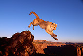 COU 01 RK0307 07
Cougar Jumping Off Rock Blue Sky