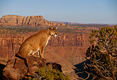 COU 01 RK0362 01
Profile Shot Of Cougar Sitting On Rock By Tree Canyon Background Blue Sky