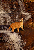 COU 01 RK0366 05
Cougar Walking Across Rocks And Waterfall