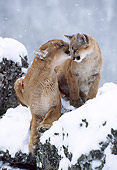 COU 01 TK0001 01
Cougar Adult Grooming Young On Snow-Covered Rocks