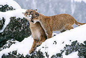 COU 01 TK0002 01
Cougar Young Nuzzling Adult On Snowy Rocks
