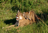 COU 01 TK0003 01
Cougar Young Climbing On Mother Laying In Grass