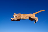 COU 01 TK0004 01
Profile Of Cougar Leaping Blue Sky