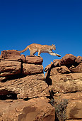 COU 01 TK0005 01
Profile Of Cougar Climbing On Rocks Blue Sky