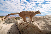 COU 01 TK0006 01
Profile Of Cougar Climbing On Rocks Blue Sky