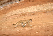 COU 01 TK0007 01
Profile Of Cougar Walking In Dry Canyon