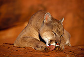 COU 01 TK0009 01
Head On View Of Cougar Laying On Rock Licking Paw