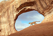 COU 01 TK0010 01
Profile Of Cougar Walking By Sandstone Arch Blue Sky