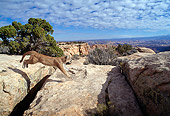 COU 01 TK0011 01
Profile Of Cougar Climbing On Rocks Blue Sky