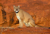 COU 01 TK0012 01
Cougar Sitting On Rock In Dry Canyon