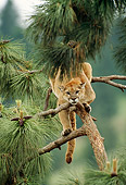 COU 01 TK0013 01
Head On View Of Cougar Climbing Tree