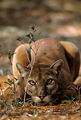 COU 01 TL0003 01
Portrait Of Mountain Lion Laying Down Low