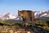 COU 01 TL0008 01
Portrait Of Mountain Lion