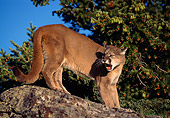 COU 01 TL0009 01
Portrait Of Cougar On Rock Growling