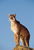 COU 01 TL0012 01
Portrait Of Cougar Standing On Rock Blue Sky Background