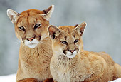 COU 01 TL0014 01
Portrait Of Cougar Mother And Cub Laying On Rock