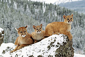 COU 01 TL0015 01
Portrait Of Cougar Mother And Two Cubs Laying On Rock In Mountains In Winter