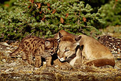 COU 01 TL0016 01
Cougar Mother Nuzzling Cub On Ground By Evergreen Tree
