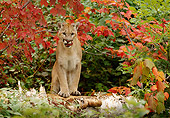 COU 01 TL0019 01
Cougar Standing On Log Licking Lips Under Branch With Red Leaves