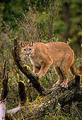 COU 01 TL0020 01
Portrait Of Cougar Climbing Rotting Log In Forest Clearing