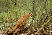 COU 01 TL0021 01
Profile Of Cougar Sitting Atop Tree Stump In Forest