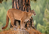 COU 01 TL0022 01
Profile Of Cougar Standing At Base Of Pine Tree