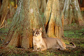 COU 01 TL0023 01
Portrait Of Florida Panther Laying At Base Of Cypress Tree In Swamp