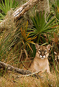 COU 01 TL0024 01
Portrait Of Florida Panther Laying In Grass Under Palmetto