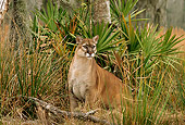 COU 01 TL0025 01
Portrait Of Florida Panther Sitting In Grass By Palmetto