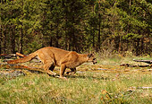 COU 01 TL0026 01
Profile Of Florida Panther Running On Grass Along Edge Of Pine Forest