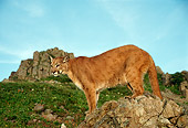 COU 01 TL0029 01
Portrait Of Cougar Standing On Rocky Outcrop Blue Sky Mountain