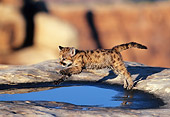 COU 02 KH0002 01
Mountain Lion Cub Jumping Over Puddle On Boulder
