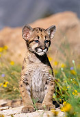 COU 02 KH0003 01
Mountain Lion Cub Sitting On Rock
