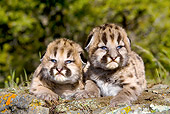 COU 02 KH0004 01
Two Mountain Lion Cubs Laying On Rock