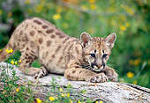 COU 02 MC0001 01
Cougar Cub Stretching On Log Montana