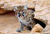 COU 02 MC0002 01
Portrait Of Cougar Cub Sitting On Red Dirt Under Rock Utah
