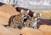 COU 02 MC0003 01
Two Cougar Cubs Sitting On Red Rocks Utah