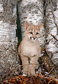 COU 02 MC0004 01
Portrait Of Cougar Cub Sitting By Birch Trees