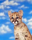 COU 02 RK0003 03
Head Shot Of Cougar Cub Sitting Clouds Blue Sky
