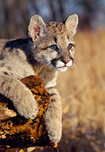 COU 02 RK0011 03
Head Shot Of Cougar Cub Laying On Log
