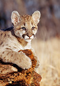 COU 02 RK0078 08
Head Shot Of Cougar Cub Laying On Dead Tree Trunk