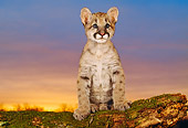 COU 02 RK0120 01
Cougar Cub Sitting On Log
