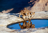 COU 02 RK0149 01
Cougar Cubs Walking By Puddle On Rock