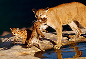 COU 02 RK0165 01
Cougar and Cubs By Water