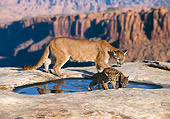 COU 02 RK0166 03
Cougar And Cubs Walking Along On Rock Pavement By Water