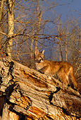 COU 02 DB0002 01
Mountain Lion Cub Standing On Fallen Tree