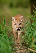 COU 02 DB0003 02
Head On Shot Of Mountain Lion Cub Approaching Camera On Fallen Tree