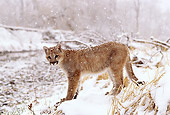 COU 02 DB0004 01
Profile Of Mountain Lion Cub Standing Near Stream In Snowstorm