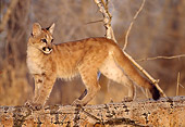 COU 02 DB0009 01
Profile Of Mountain Lion Kitten Walking On Log In Autumn