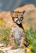 COU 02 KH0001 01
Cougar Cub Sitting On Rock
